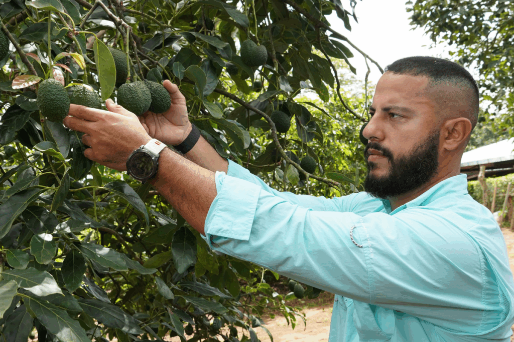 Oro verde se produce en Nicaragua.