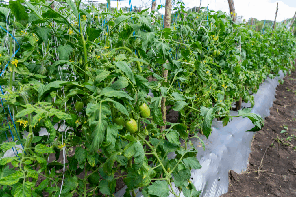 Tomate cultivado en invernadero